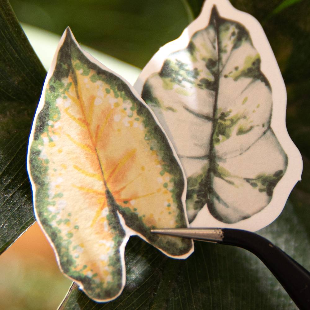 50 Pcs Natural Observation Room Paper Sticker Set